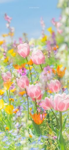 a field full of pink and yellow flowers with blue sky in the backround