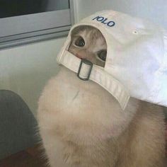 a cat wearing a white hat with the word io on it's face and eyes