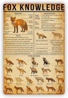 a poster with different types of foxes