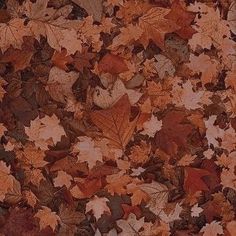 an image of leaves on the ground for background or wallpapers in brown, orange and red colors