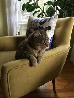 a cat sitting on top of a couch next to a plant in a living room