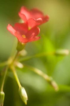 a red flower with green leaves in the background and blurry image to the side