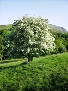 a large white tree sitting in the middle of a lush green field on a sunny day