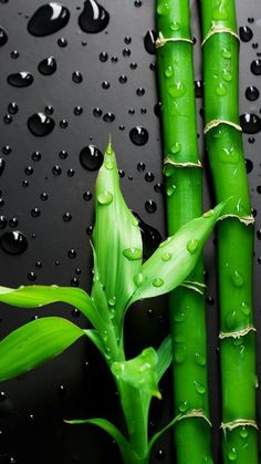 two stalks of green bamboo with water droplets on the black surface next to each other