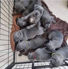 several puppies are laying on top of each other