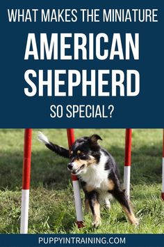 What Makes The Miniature American Shepherd So Special? - Black and Tan Shepherd weaving through red and white poles Mini American Shepherd, Service Dogs Breeds, Dog Breeds That Dont Shed, Miniature American Shepherd, American Shepherd, Dog Breeds Medium, American Dog, Grooming Style, Breed Dogs