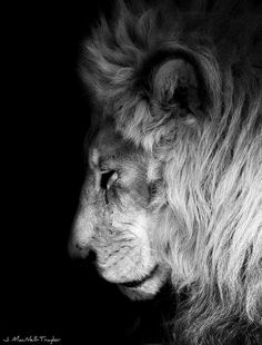 a black and white photo of a lion's head with long hair in the dark