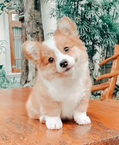 a small brown and white dog sitting on top of a wooden table next to a tree