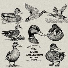 the ducks collection is drawn in black and white