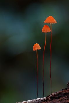 two small orange mushrooms sitting on top of a tree stump next to eachother