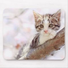 a small kitten sitting on top of a tree branch looking at the camera mouse pad