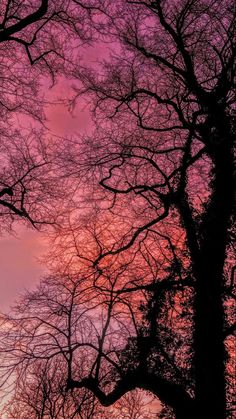 the sky is pink and purple with some trees in front of it at sunset or dawn