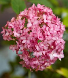 a pink flower with green leaves in the background