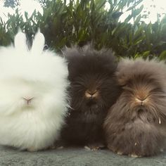 three fluffy rabbits sitting next to each other on top of a cement slab in front of some bushes