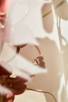 some flowers that are sitting in a vase on a table with the light coming through them