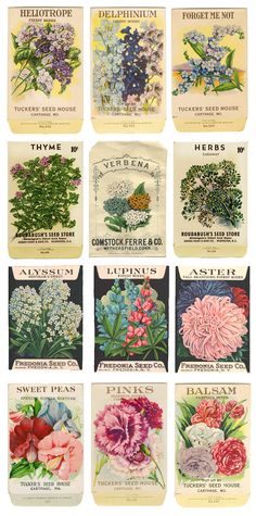 six different types of flowers are shown in this image, with the names below them