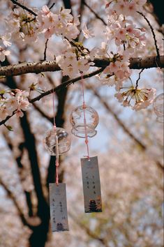 the cherry blossoms are blooming and hanging from the tree's branches with cards attached to them