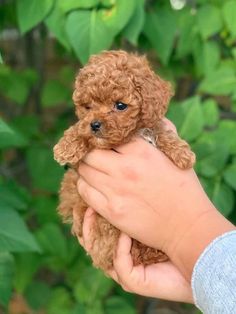 a person holding a small brown dog in their hand with green leaves behind them and bushes