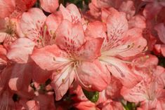 pink flowers are blooming in the sun