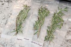 three bundles of rosemary sitting on top of a counter