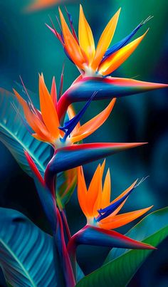 colorful bird of paradise flowers with green leaves