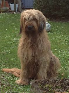 a shaggy brown dog sitting on top of a lush green field