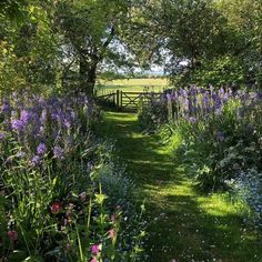 an image of a path in the woods with flowers and trees on both sides that lead to a fence