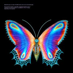 a colorful butterfly on a black background