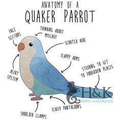 the anatomy of a blue parakeet