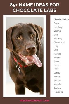 a brown dog with its tongue out and name tags for chocolate labs