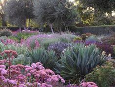 a garden filled with lots of different types of flowers