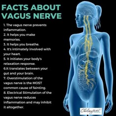 Vagus Nerve Anatomy, What Is The Vagus Nerve, Heal Vagus Nerve, Vagus Nerve Healing Essential Oils, Vagus Nerve Massage, Vague Nerve, Vagas Nerve