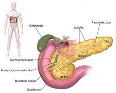 Pancreas - Wikipedia Bile Acid Malabsorption, Bile Salts, Human Digestive System, Sistem Pencernaan, Natural Treatments