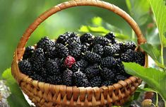 a basket full of blackberries sitting on top of a tree branch in the forest