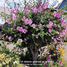 a tree with purple flowers in front of a house