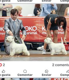 two dogs being judged at a dog show, one is white and the other is brown