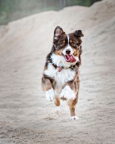 a brown and white dog is running in the sand