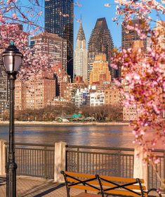 a wooden bench sitting next to a lamp post near a river with cherry blossoms on it