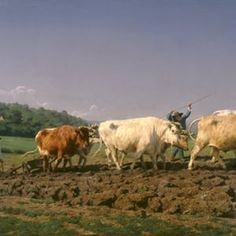 a man is herding cattle in a field