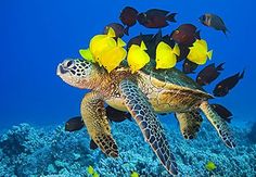 a sea turtle with yellow flowers on its back swimming in the blue water next to corals