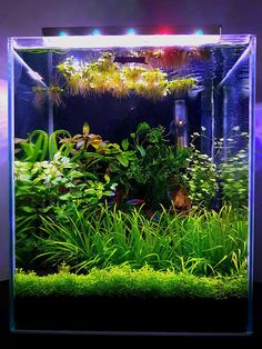 an aquarium filled with lots of plants and water