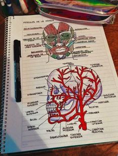 a notebook with an image of the human skull and blood vessels on it next to a marker pen