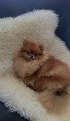 a small brown dog sitting on top of a fluffy white pillow covered in furry fur