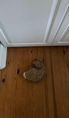 a small dog curled up in a bed on the floor next to a cat door