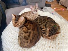 two cats laying on top of a white crocheted blanket next to each other