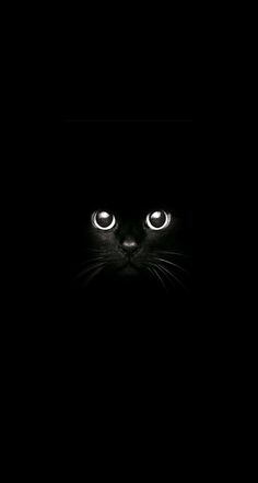 a black cat with glowing eyes in the dark