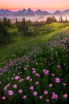 a field with purple flowers in the foreground and mountains in the background at sunset