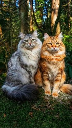 two cats sitting next to each other in the grass with trees and bushes behind them