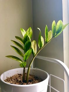 a potted plant with green leaves in it on a shelf next to a window