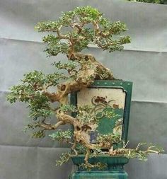 a bonsai tree is displayed in a green vase